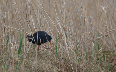 purperhoek ebro 17-04-2010.jpg