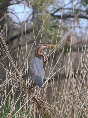 purperreiger ebro 15-04-2010.jpg