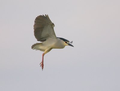 kwak ebro 15-04-2010 4.jpg