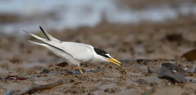 dwergstern teesside 04-05-2010 7.jpg