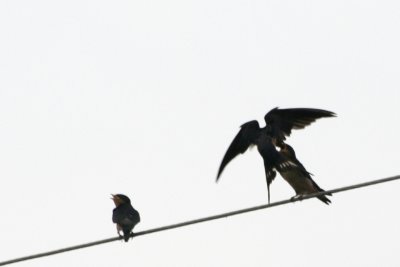 Barn Swallows