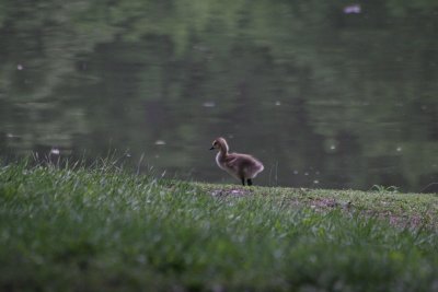 Gosling