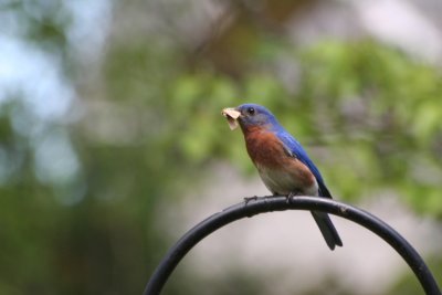 Bluebird with lunch