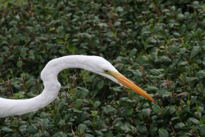 Great Egret hunting