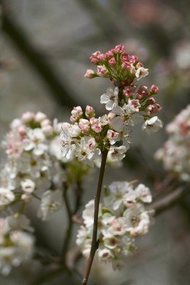 Bradford pear