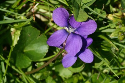 violet