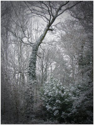 Winter woods.jpg