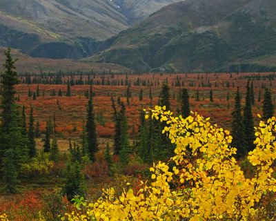 Fall Taiga