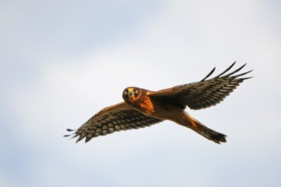 Northern Harrier