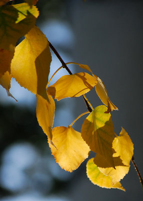 Fall Birch