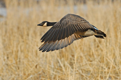 Low Altitude Flyby