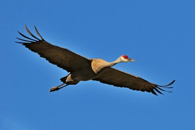 Sandhill Crane Gallery