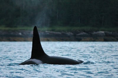 Orcinus Orca