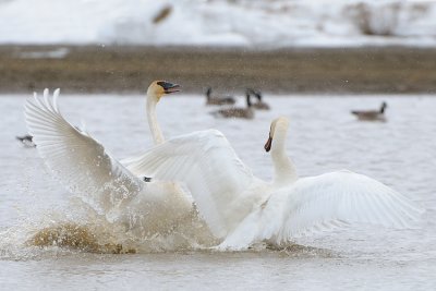 Swans fighting-3