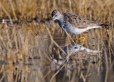 Lesser yellowlegs