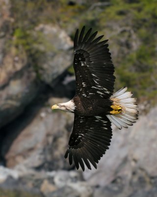 Immature Bald Eagle