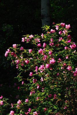 Prickly Rose