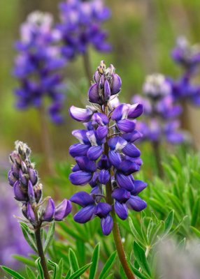 Arctic Lupine (interior)