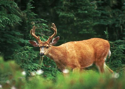 Blacktail Deer