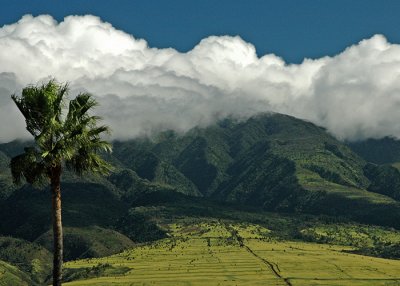Mauka View