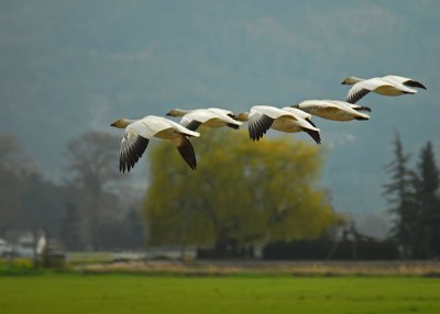 Flying Formation