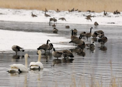 Spring Migration