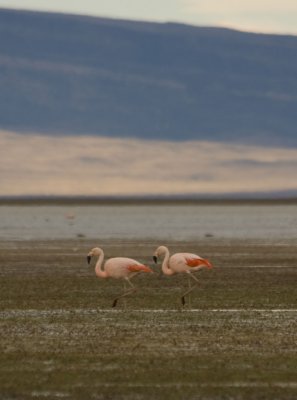 Flamencos