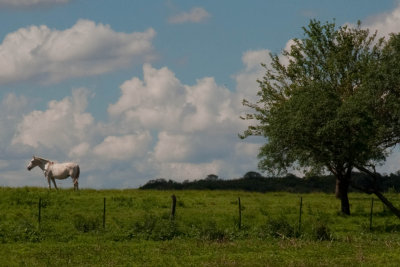 Cordoba - Campos de Gri-02012010-9107.jpg