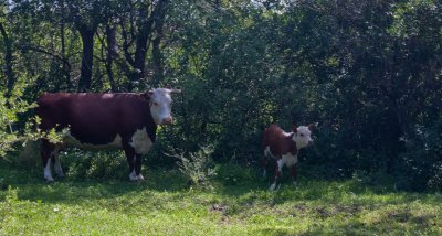 Cordoba - Campos de Gri-02012010-9109.jpg