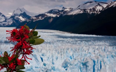 El Calafate - Perito Moreno-17122009-8490.jpg