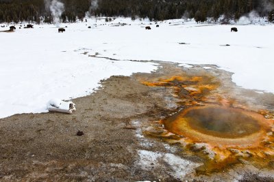 Mid Geyser Basin