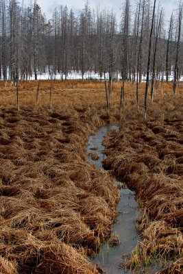 Trees- Mid Geyser Basin