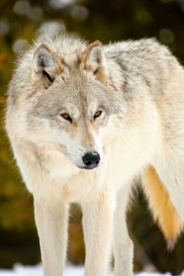 Gray Wolf