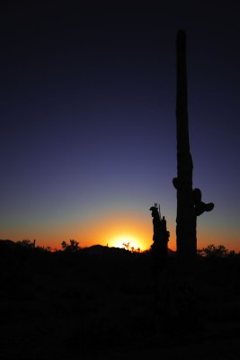 Saguaro Sunrise