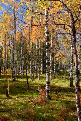 Aspens - Flagstaff