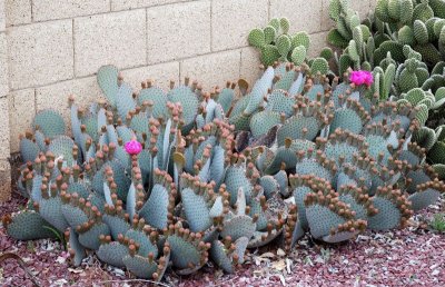 DSC_0003.jpg