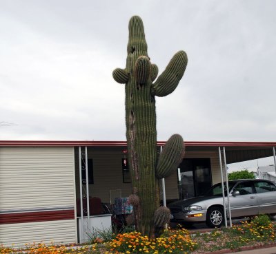 az_spring_2009_all_in_vdo