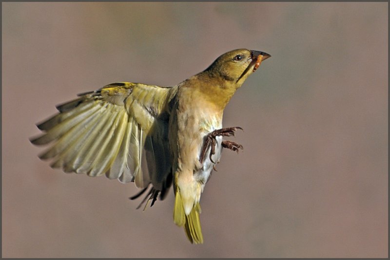 masked weaver-2