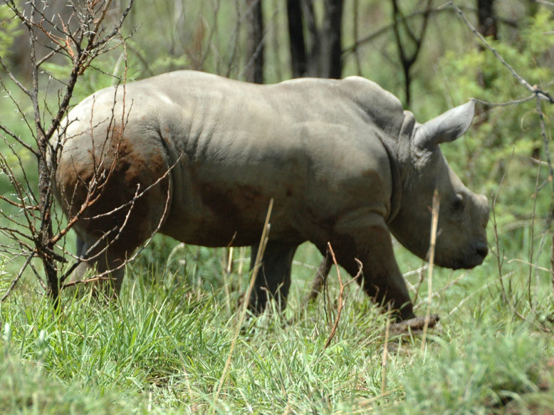 baby rhino