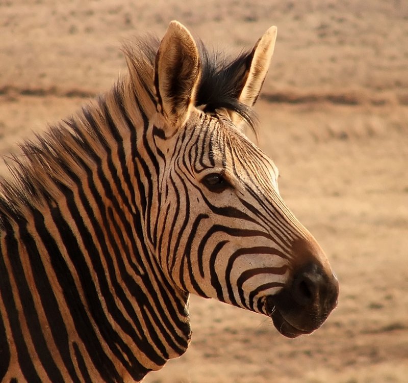 zebra portrait