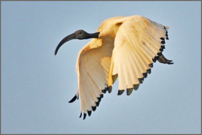 sacred ibis-2