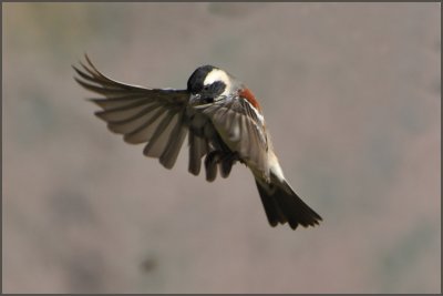 sparrow-2