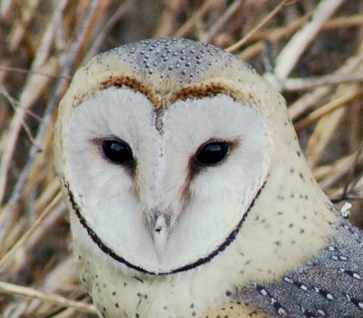 Barn Owl Portrait