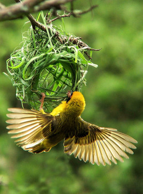 A Busy Masked Weaver