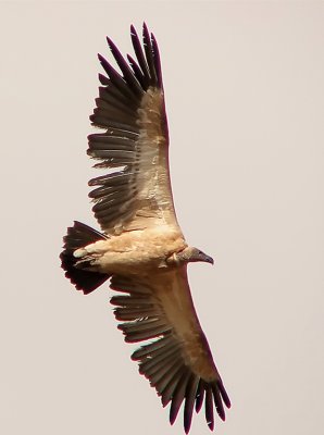 Cape Vulture in flight