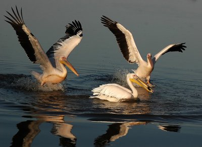 One fish three Pelicans