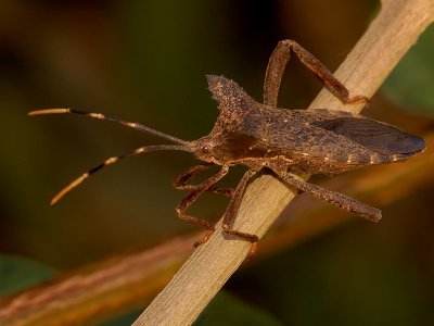 twig wilter
