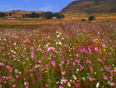 Cosmos in Wakkerstroom
