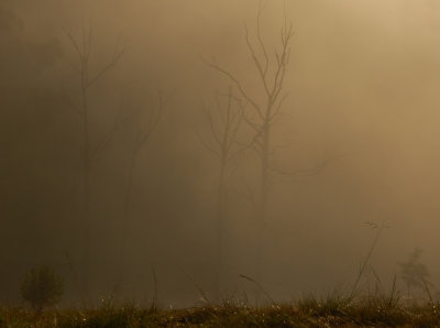 Morning mist