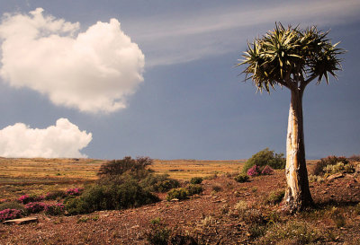 Quiver Tree